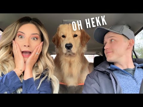 My Dog Reacts to Car Wash