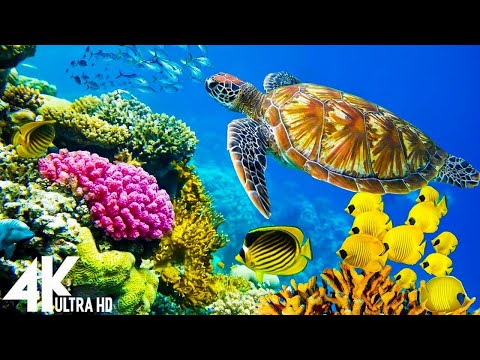 3 HOURS Stunning of 4K Underwater Wonders + Relaxing Music | Coral Reefs & Colorful Sea Life