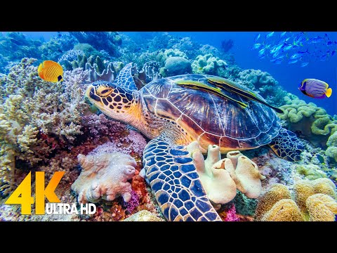 The Ocean 4K - Sea Animals for Relaxation, Beautiful Coral Reef Fish in Aquarium (4K Video Ultra HD)