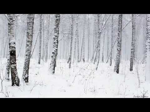 Snowstorm in the Forest | Winter Blizzard Sounds for Sleep & Relaxation | Natural White Noise Sounds