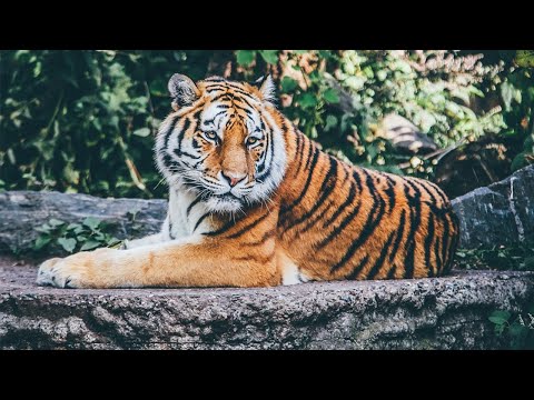 Beautiful Wildlife Animals and Relax Music for Stress Relief