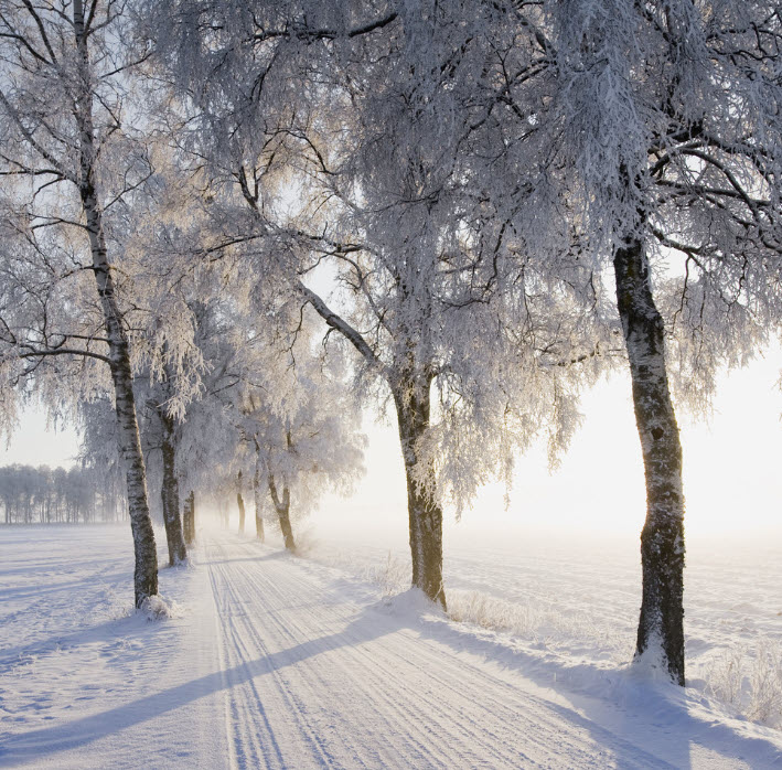 [4K] 11 Hours of Winter Wonderland + Calming Piano Music for Relaxation, Stress Relief [UHD]