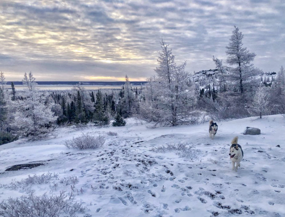 Cozy Winter Wonderland: Sleep To The Sound Of A Blizzard!