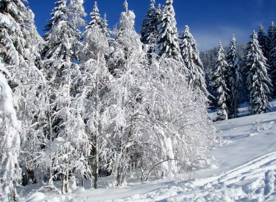 Grindelwald, Switzerland 4K - Heavy Snowfall in a Swiss Village - Relaxing Snowfall Video