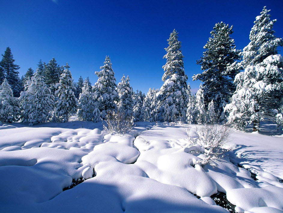 Snowfall in Central Park, New York | Walking in Central Park in the Winter Snow