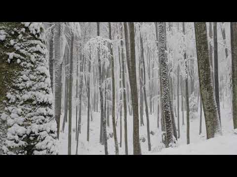 Relaxing Snowfall 2 Hours - Sound of Light Wind Breeze and Falling Snow in Forest