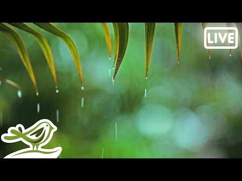 Relaxing Piano Music & Rain Sounds 24/7