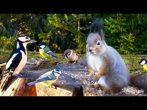 Best for Cats: 10 hours of Red Squirrels and Colorful Birds
