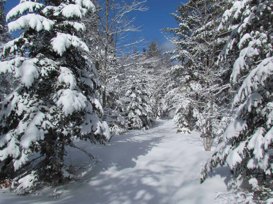 The ambiance felt from the window of the cabin on a cold snowy winter day | Snowstorm Sounds 8 Hours