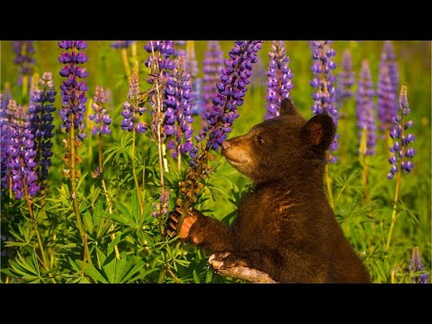 Relaxing Beautiful Music, Peaceful Music,  The Great Smokey Mountains National Park by Tim Janis