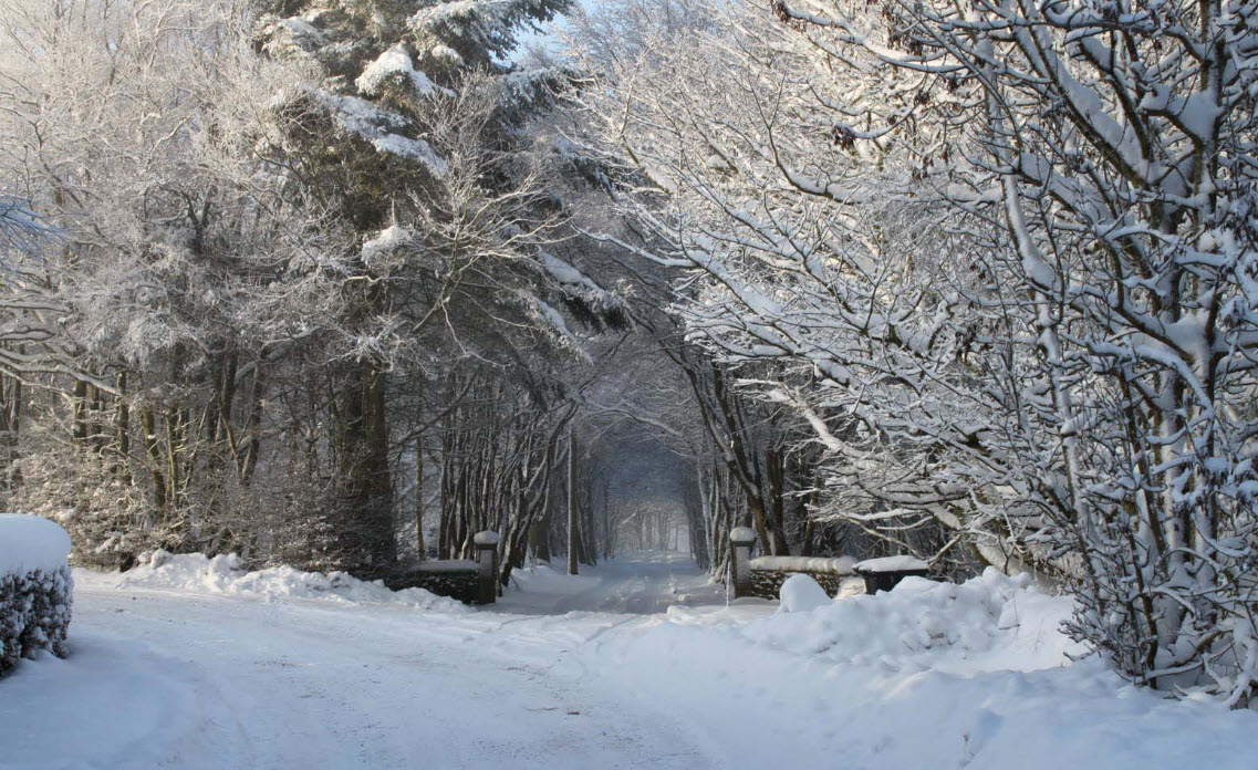 Winter Wonderland 🎄