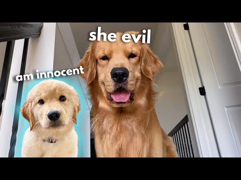 My Dog Has a Puppy Sleepover | Part 1