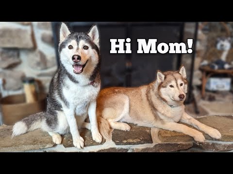 My Dog Reunited with her REAL Mom: The Most Adorable Video You'll See All Day