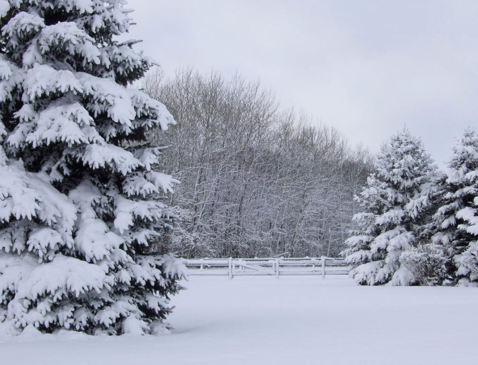 Love in Winter Wonderland with Abiola Bello and Jennifer Niven