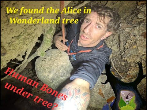 Alice in Wonderland tree leads to fascinating underworld pits