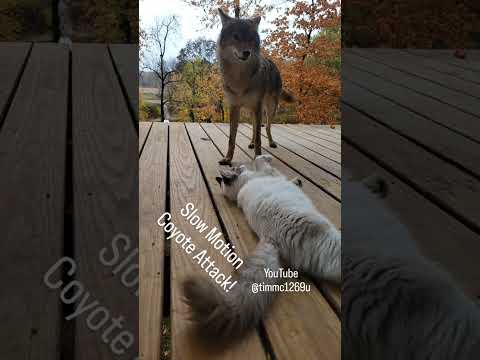 Coyote vs. Kitten! #beast #straykids #puppy #weavethecoyote #howiedewitt  #apex #nature #warzone