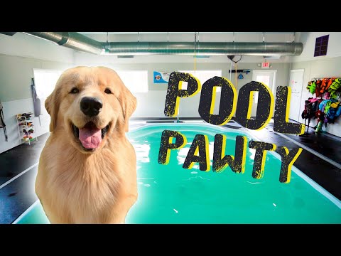 Throwing My Dog a Pool Party