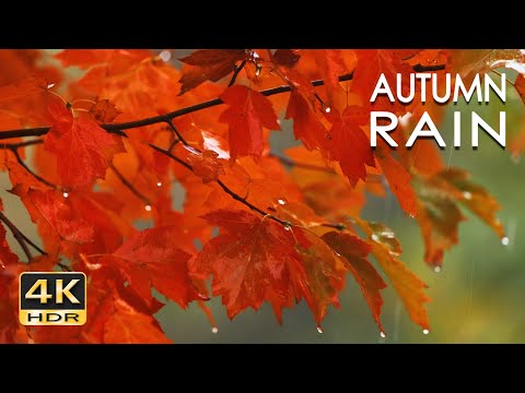 4K HDR Autumn Rain - Relaxing Rain Sounds for Sleeping - 10 Hours - Rainfall on Colorful Leaves