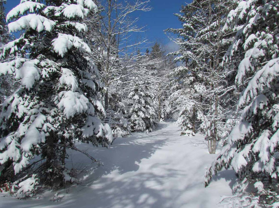Canada's Wonderland WinterFest 2023 CHRISTMAS LIGHTS Winter Walk 4K