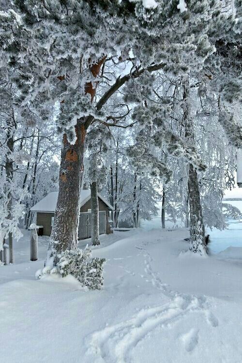 Beautiful Place Snow Falling🎄Winter Snow Holidays Christmas Ambience🎄