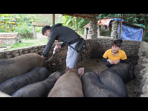 Technique of artificial insemination for sows to give birth - Make a trellis for climbing vegetables